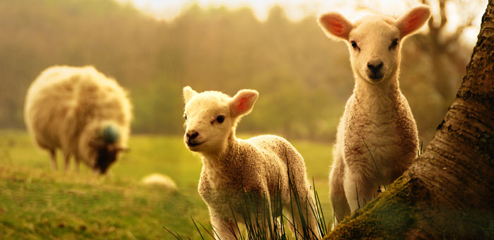 Imagem BORREGO