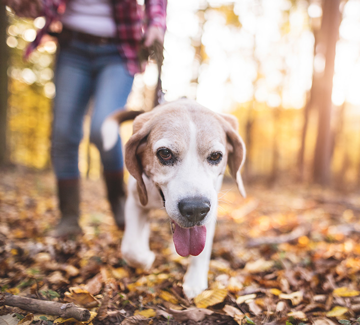 Imagem Ja tem Planos para 2020
