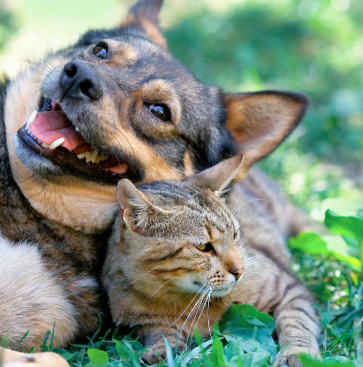 Imagem A procura de um amigo de quatro patas