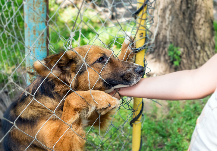 Imagem Ossos do oficio, ja diz o povo