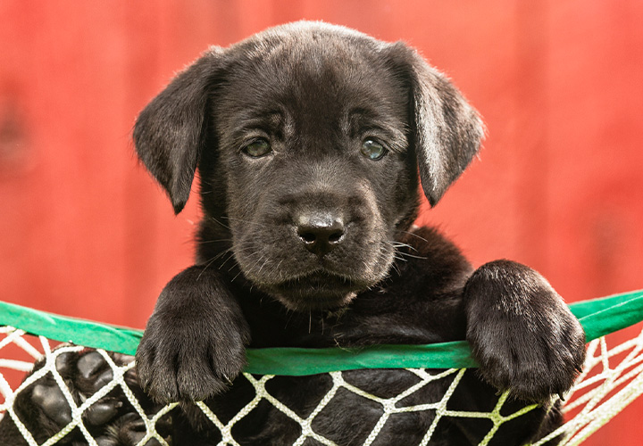 Imagem Adopcao caes e gatos pretos