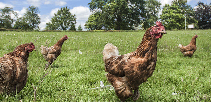Imagem FRANGO DO CAMPO LUSITANO
